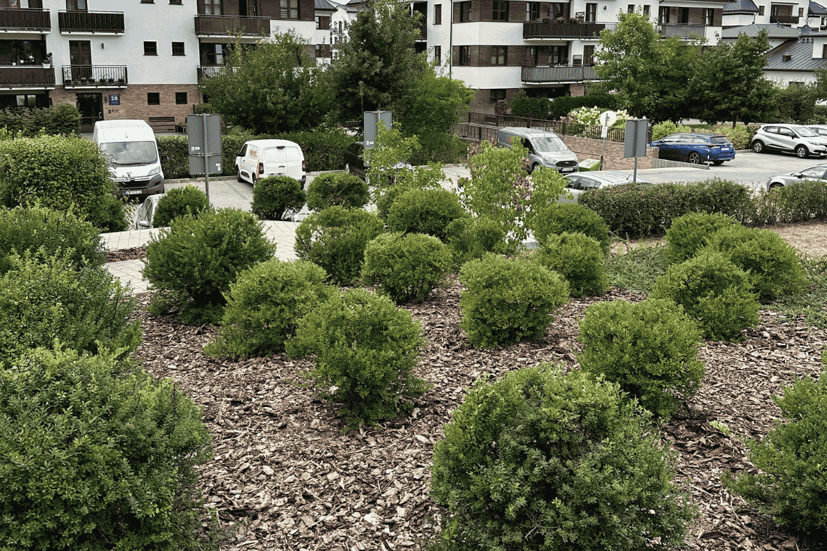 Zadbane rabaty i krzewy na osiedlu mieszkaniowym w Lublinie
