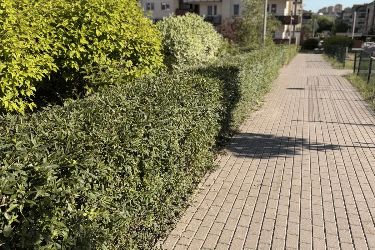 Regularnie pielęgnowane krzewy i alejka na terenie wspólnoty mieszkaniowej