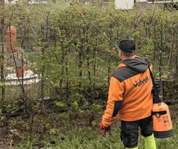 Pracownik wykonujący oprysk zieleni i krzewów na terenie osiedla mieszkaniowego