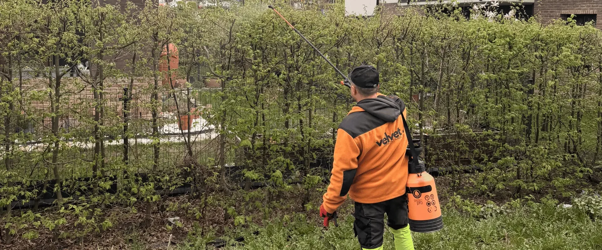 Pracownik wykonujący oprysk zieleni przy ogrodzeniu na terenie osiedla mieszkaniowego