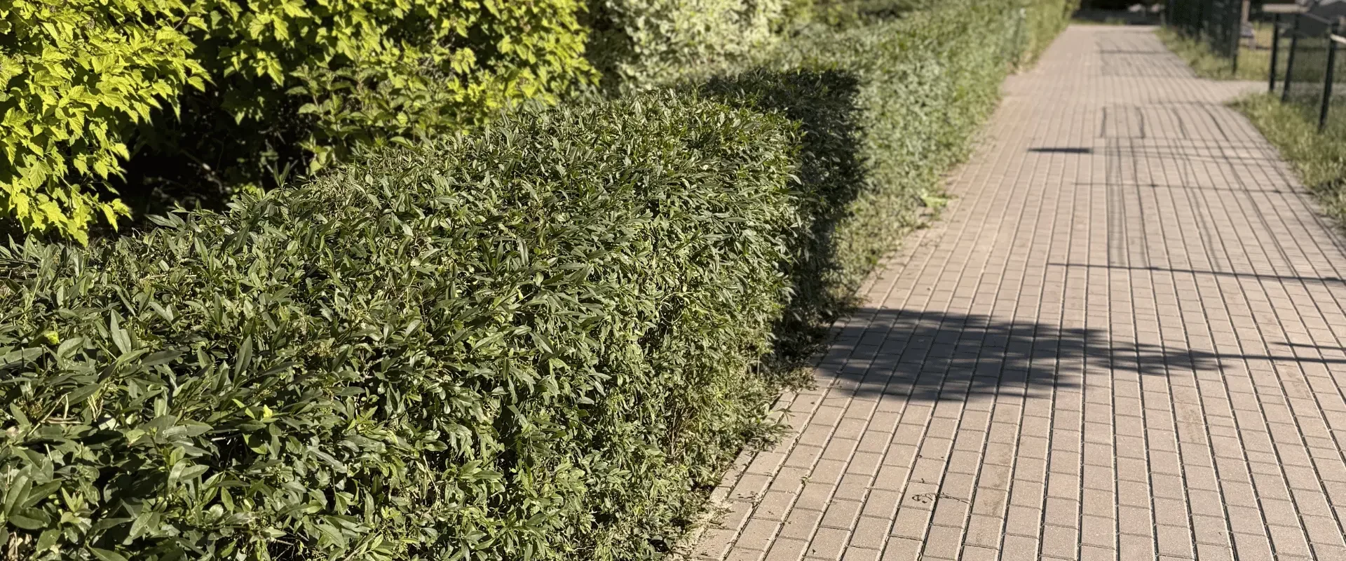 Regularna pielęgnacja terenów zielonych przy osiedlu – przycięty żywopłot i zadbany chodnik