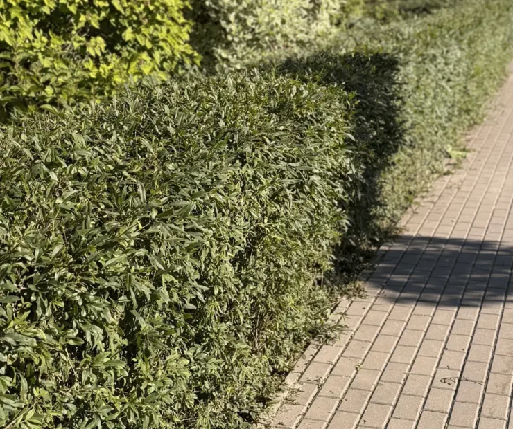 Regularna pielęgnacja terenów zielonych przy osiedlu – przycięty żywopłot i zadbany chodnik